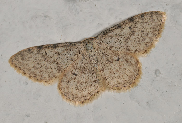 Idaea typicata?